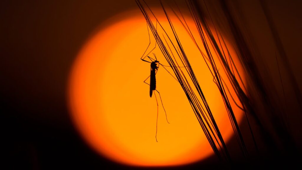 Google seeking approval to release 32 million mosquitoes in the US to fight disease silhouette of a mosquito
