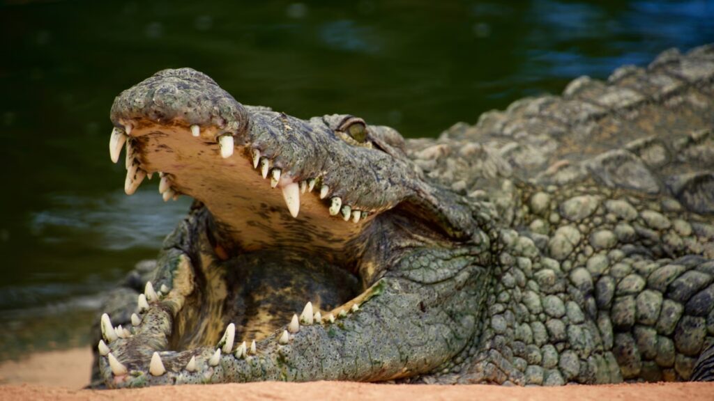 Crocodile