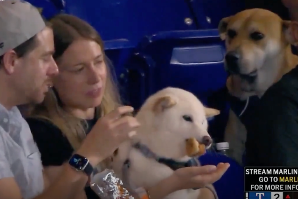 Miami Marlins track down viral ‘very good boy’ who watched as rival pup enjoyed a hot dog at a game