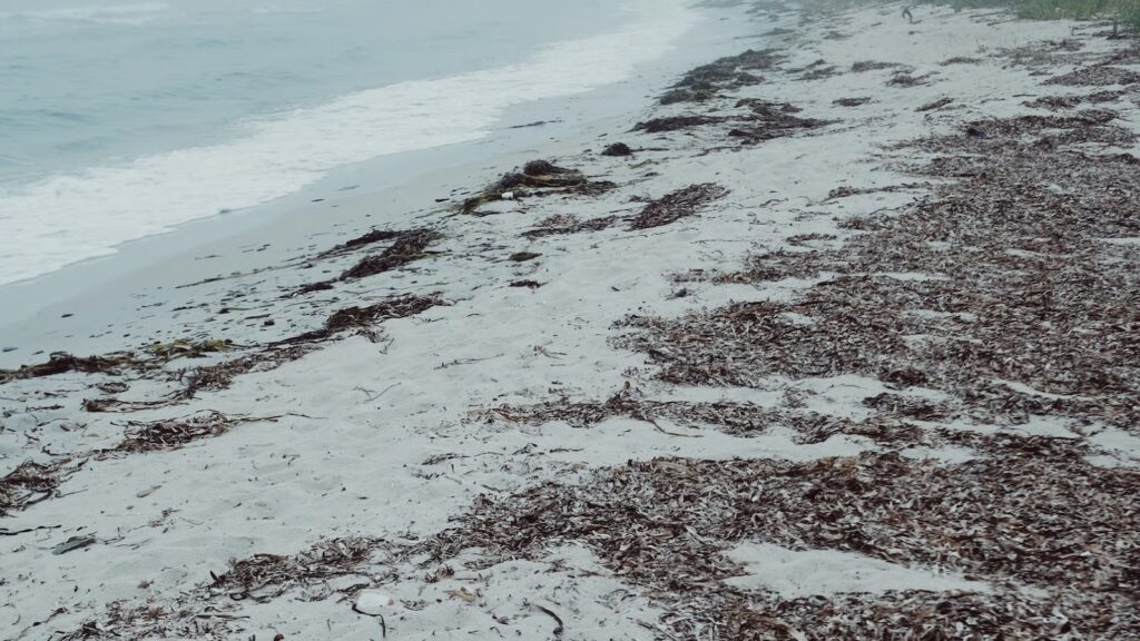 Sargassum influx to Florida.