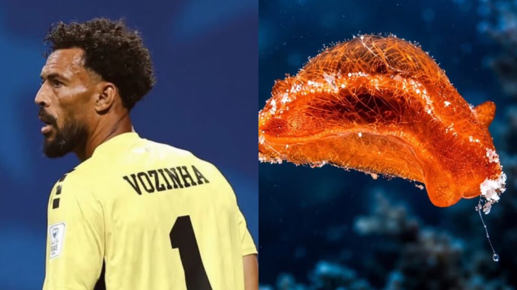 Aldisa vozinha is named after the Cape Verde keeper.
