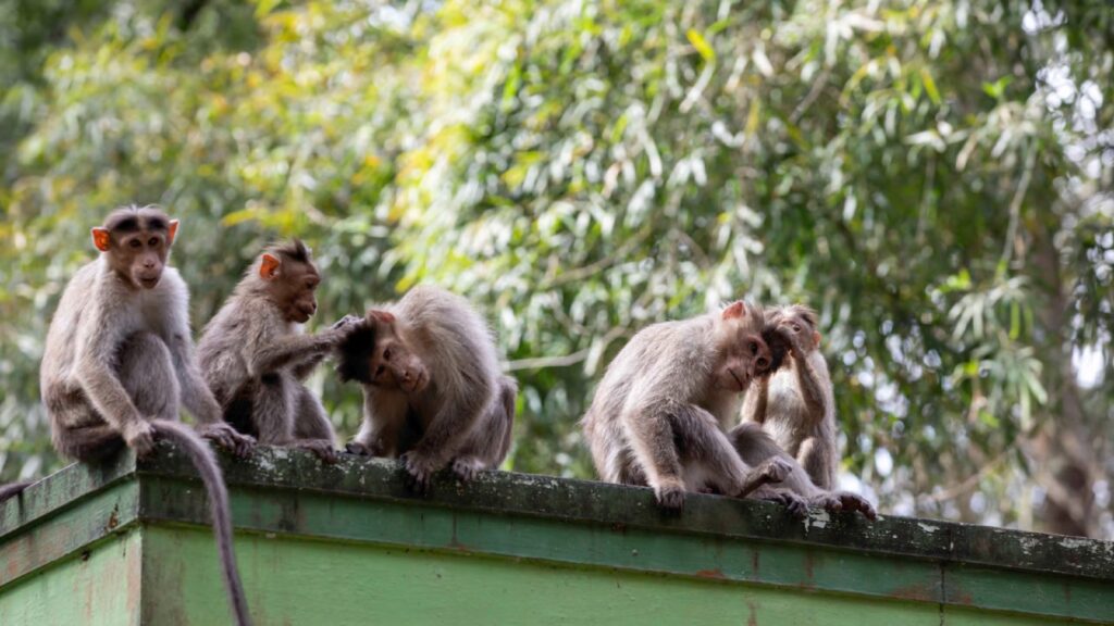 “Monkey whisperers” hired to stop monkeys disrupting badminton championship Rhesus macaques are invading the stadium in New Delhi