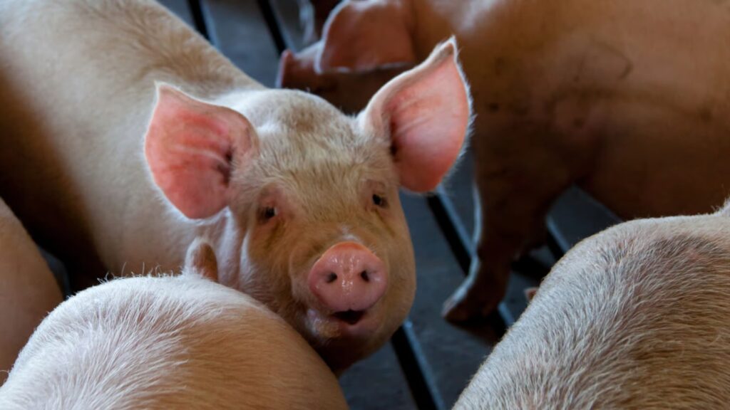 stock photo of pigs