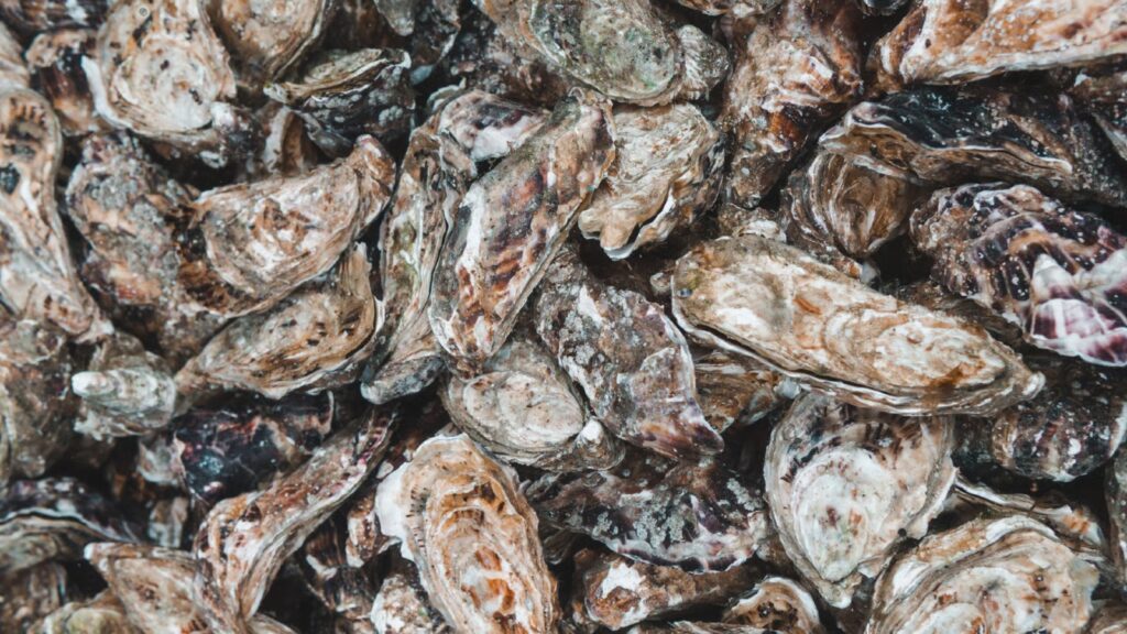 400,000 Sydney rock oysters
