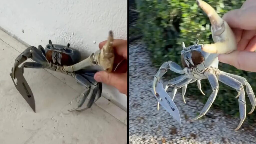 Florida man threatend by “gangster” crab with knife trying to attack him and his dog Crab holding silver blade in claws with mans hand holding it