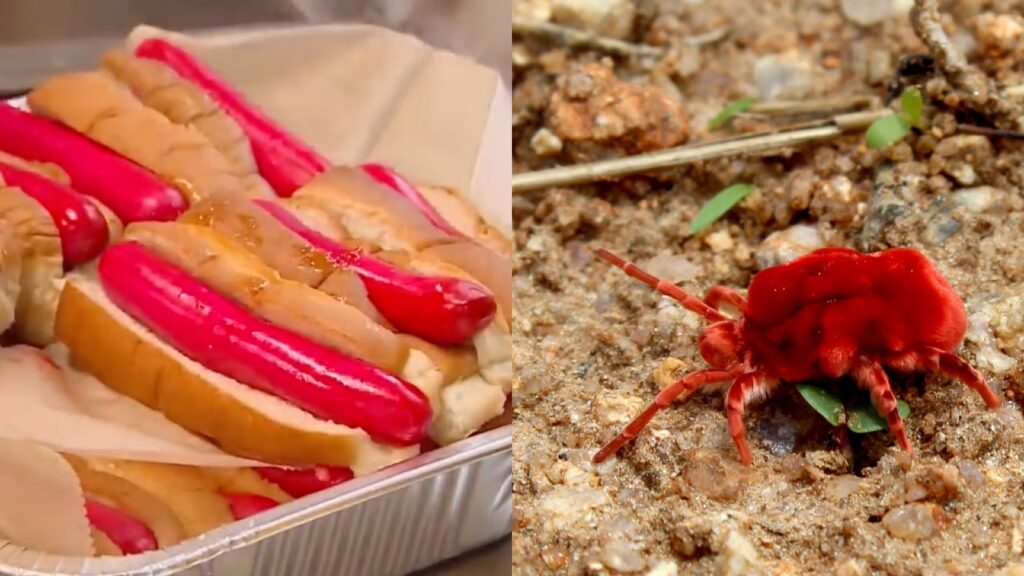 Hot dog company swaps banned red dye for coloring made from insects Little Free Libraries Wedding Crashers