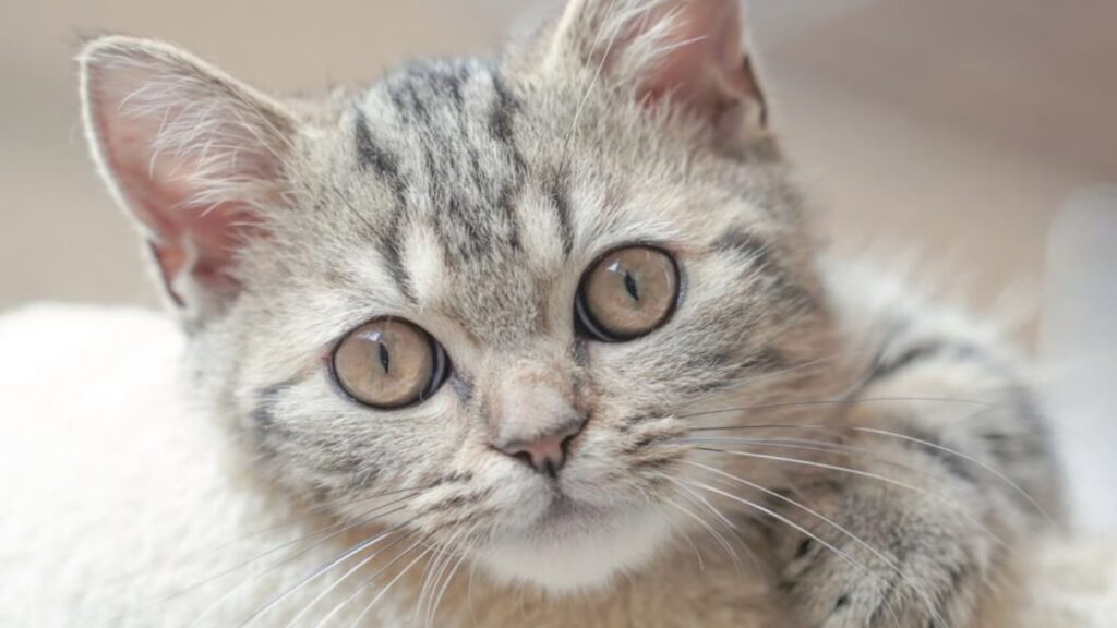 New York City getting a bodega just for cats complete with free treats asmongold on twitch