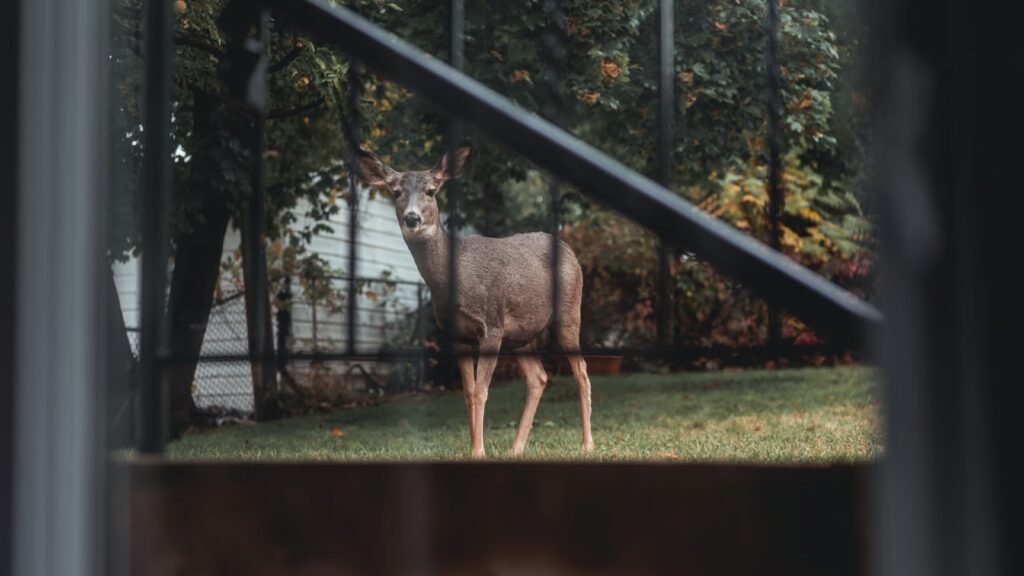 Deer in the backyard.