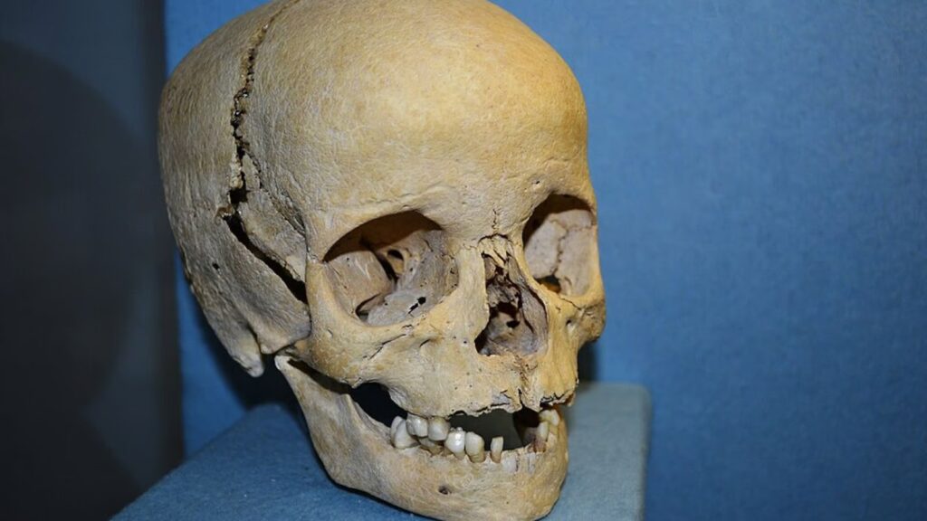 YouTuber Horses is selling $3,000 “ethically sourced” human skulls Astronaut Pikachu