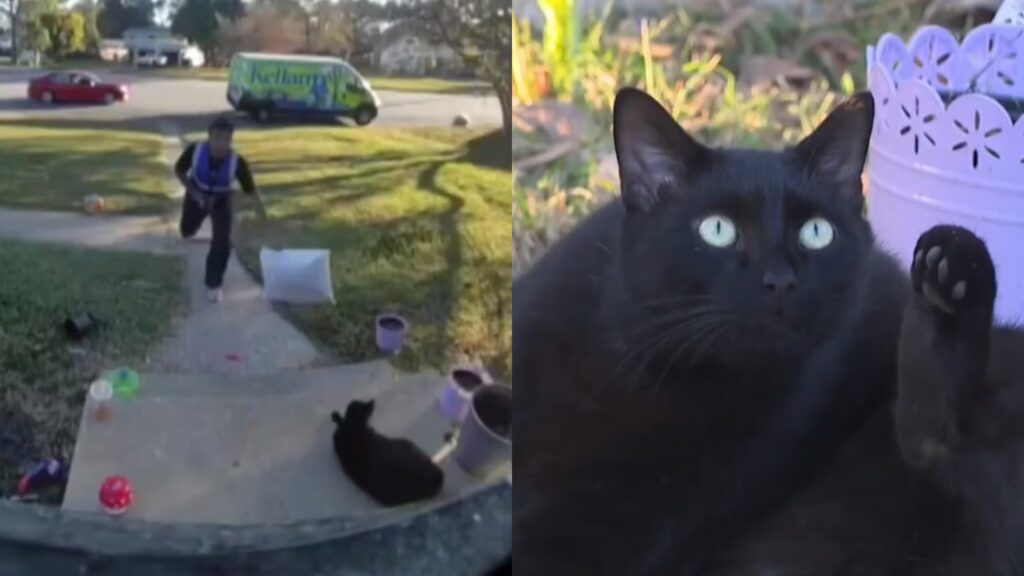 Delivery driver caught hitting cat with package returns to apologize after backlash University of New Mexico